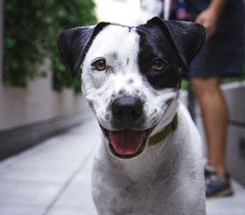 A resident dog going for a walk with the 1900 Arch pet-sitting service provider